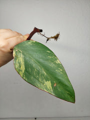 Philodendron Strawberry Shake Steckling