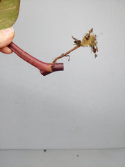 Philodendron Strawberry Shake Steckling