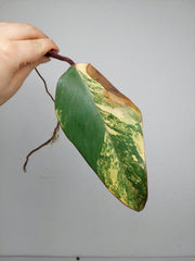 Philodendron Strawberry Shake Steckling