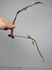 Philodendron Strawberry Shake Steckling