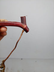 Philodendron Strawberry Shake Steckling