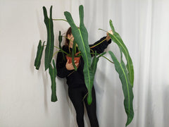 Philodendron Spiritus Sancti Adult