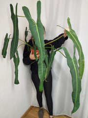 Philodendron Spiritus Sancti Adult