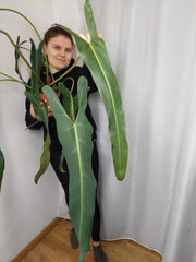 Philodendron Spiritus Sancti Adult
