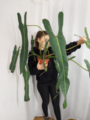 Philodendron Spiritus Sancti Adult