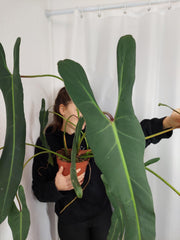 Philodendron Spiritus Sancti Adult