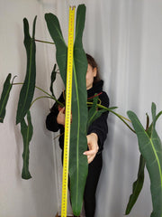 Philodendron Spiritus Sancti Adult
