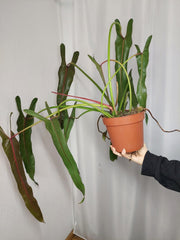 Philodendron Spiritus Sancti Adult