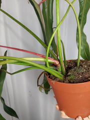 Philodendron Spiritus Sancti Adult