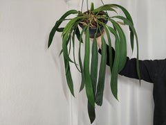 Anthurium Vittarifolium Groß