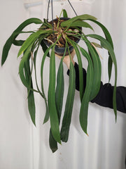 Anthurium Vittarifolium Groß