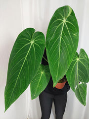 Anthurium Warocqueanum x Waterburyanum