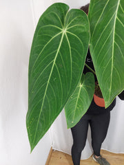 Anthurium Warocqueanum x Waterburyanum