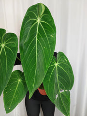 Anthurium Warocqueanum x Waterburyanum