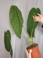 Anthurium Warocqueanum x Waterburyanum