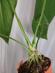 Anthurium Warocqueanum x Waterburyanum