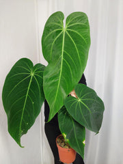 Anthurium Warocqueanum x Waterburyanum