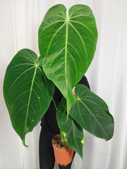 Anthurium Warocqueanum x Waterburyanum