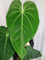 Anthurium Warocqueanum x Waterburyanum