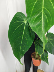 Anthurium Warocqueanum x Waterburyanum