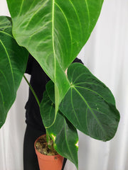 Anthurium Warocqueanum x Waterburyanum