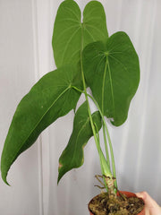 Anthurium Warocqueanum x Waterburyanum