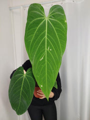 Anthurium Warocqueanum x Waterburyanum