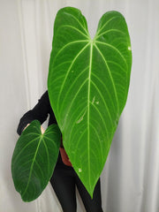 Anthurium Warocqueanum x Waterburyanum