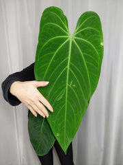 Anthurium Warocqueanum x Waterburyanum