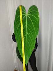 Anthurium Warocqueanum x Waterburyanum
