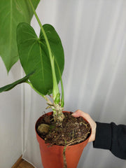 Anthurium Warocqueanum x Waterburyanum