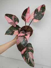 Philodendron Pink Princess Galaxy