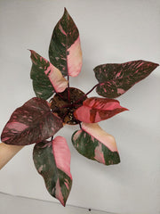 Philodendron Pink Princess Galaxy