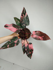 Philodendron Pink Princess Galaxy