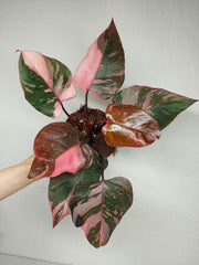 Philodendron Pink Princess Galaxy