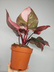 Philodendron Pink Princess Galaxy