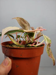 Philodendron Micans Pink