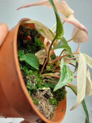 Philodendron Micans Pink