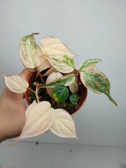 Philodendron Micans Pink