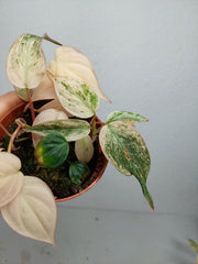Philodendron Micans Pink