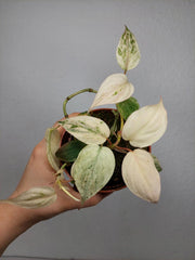 Philodendron Micans Pink