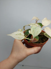 Philodendron Micans Pink