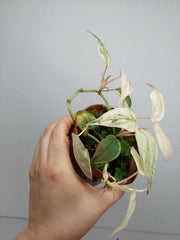 Philodendron Micans Pink