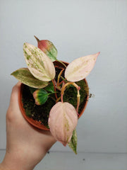 Philodendron Micans Pink
