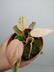 Philodendron Micans Pink