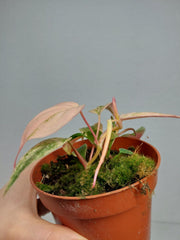 Philodendron Micans Pink