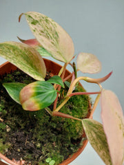 Philodendron Micans Pink