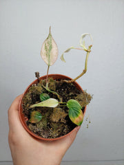 Philodendron Micans Pink