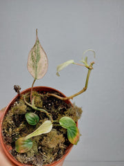Philodendron Micans Pink