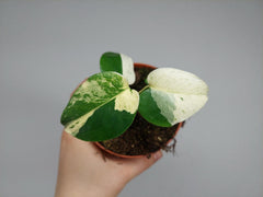 Monstera Jungle Mint